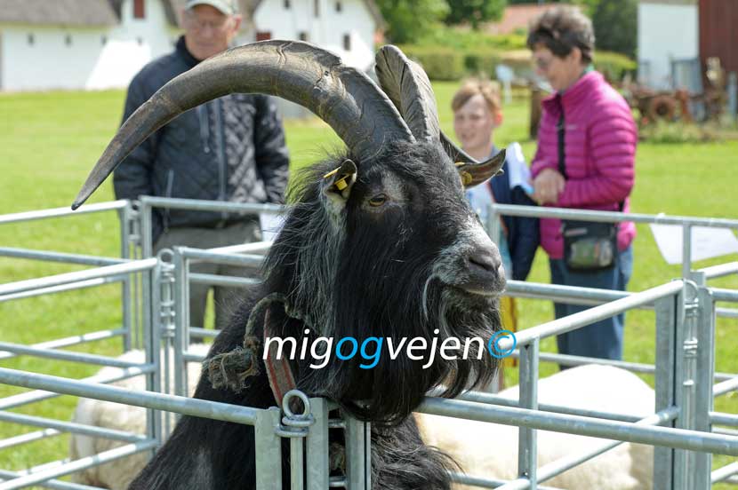 hygum hjemstavnsgård 21 13