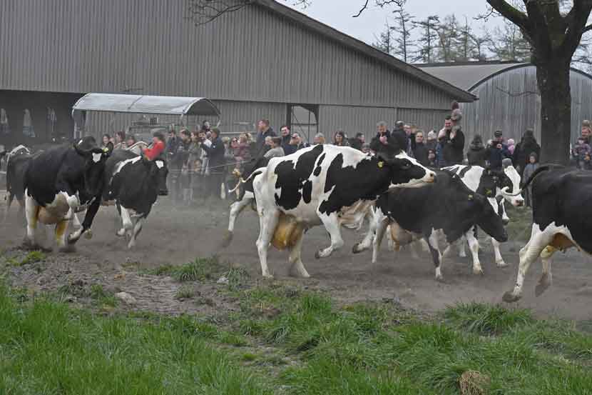 okodag 25 03