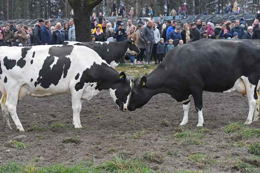 okodag 25 15