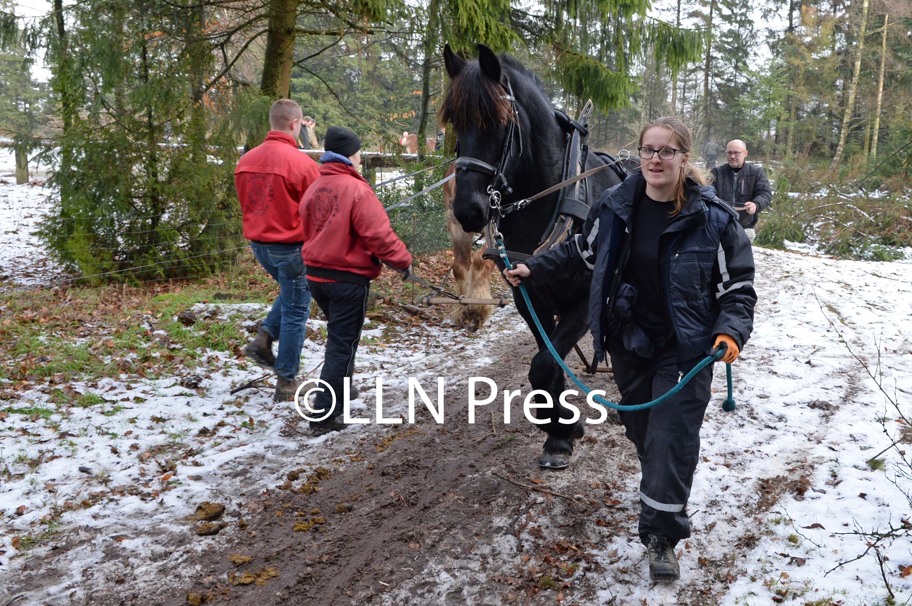 den jyske hest 14