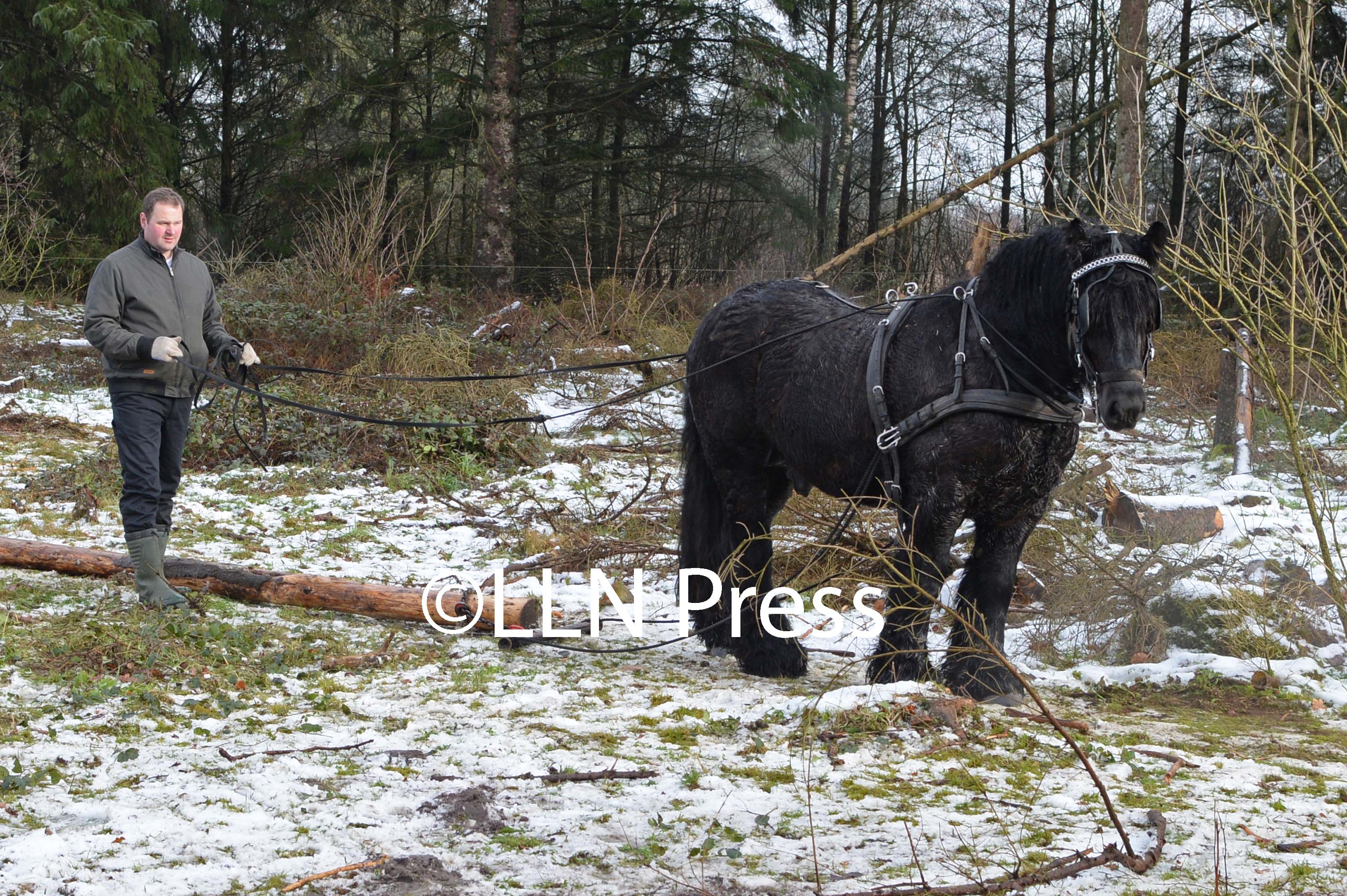 den jyske hest 14