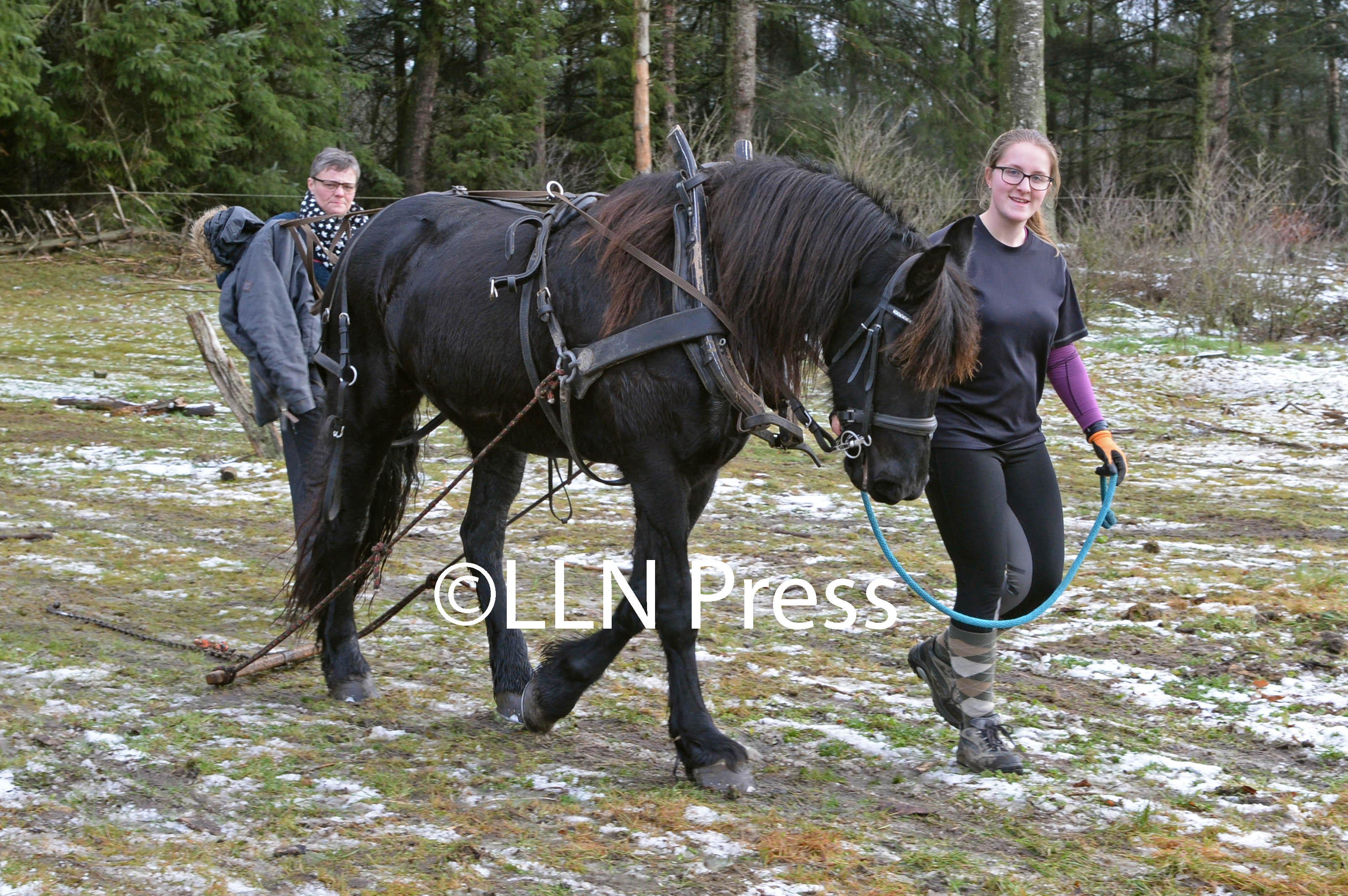 den jyske hest 14