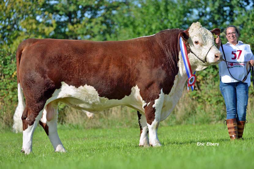 nordbæk hereford 1