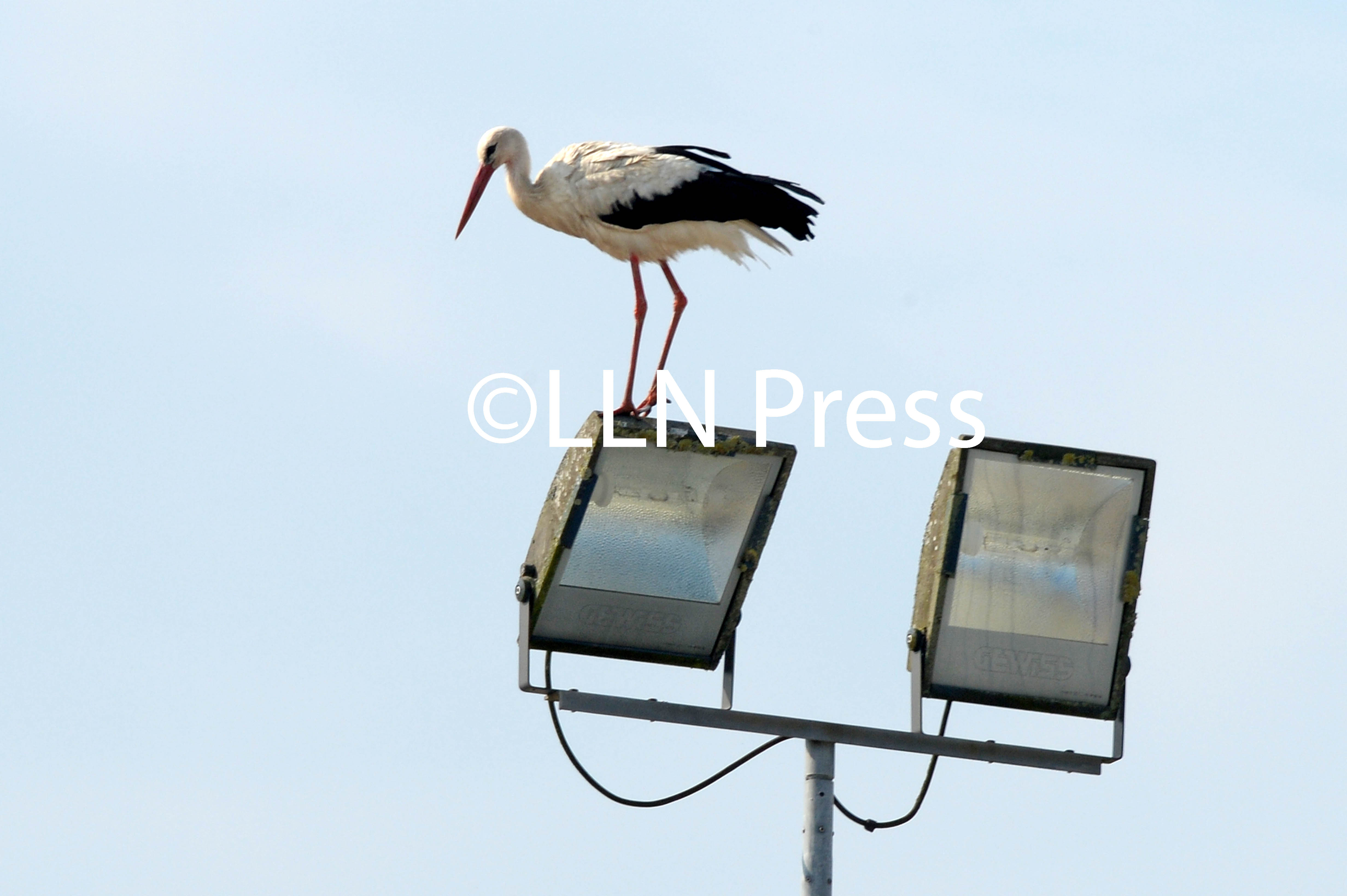 stork 4